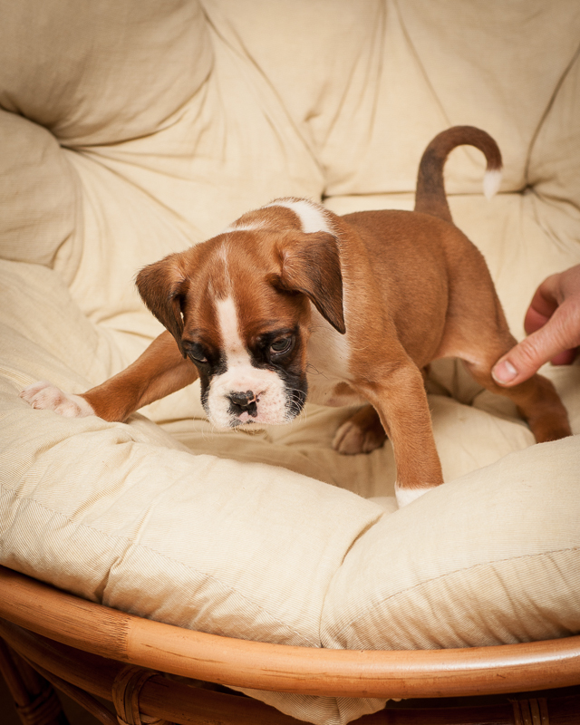 boxer - puppies MK fotograf,Marek Kočan,boxer,popies,