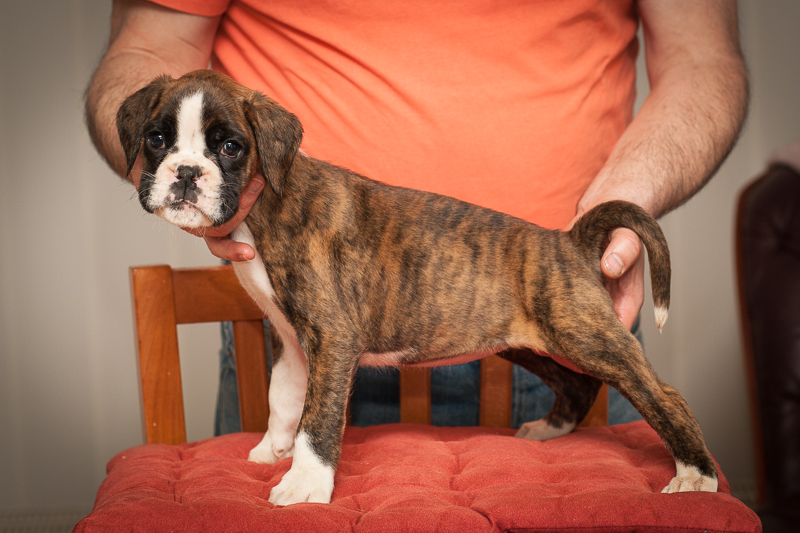 boxer - puppies MK fotograf,Marek Kočan,boxer,popies,