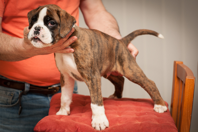 boxer - puppies MK fotograf,Marek Kočan,boxer,popies,