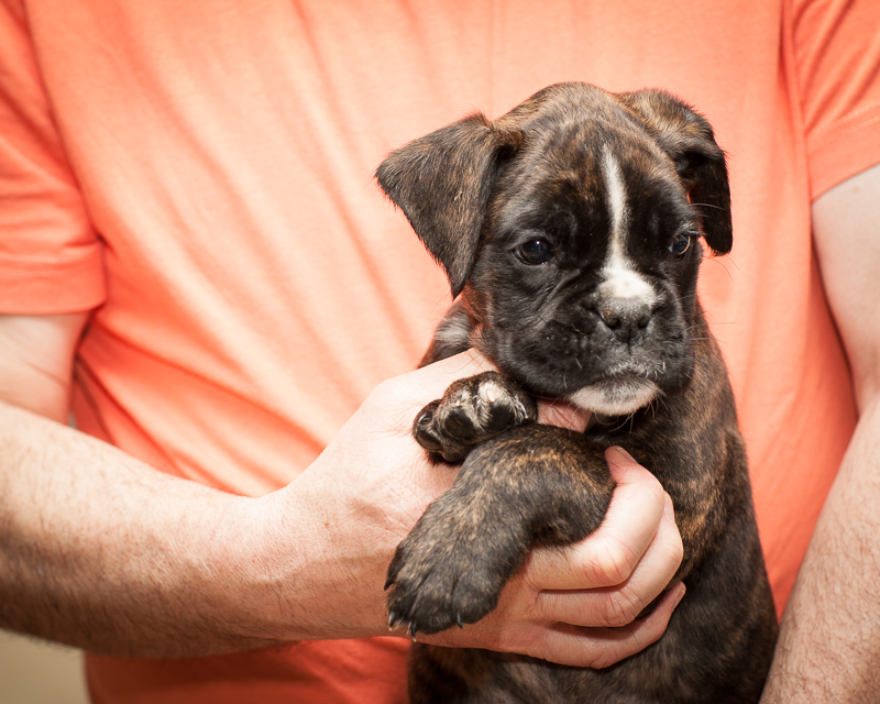 boxer - puppies MK fotograf,Marek Kočan,boxer,popies,
