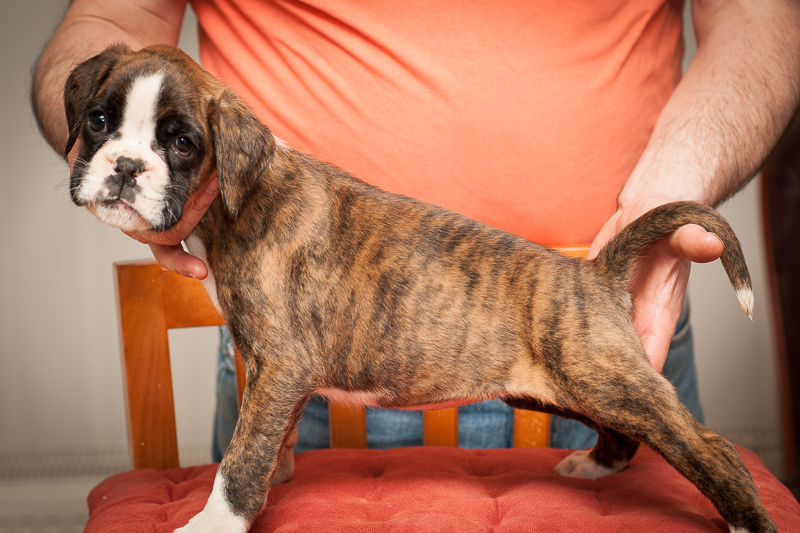 boxer - puppies MK fotograf,Marek Kočan,boxer,popies,