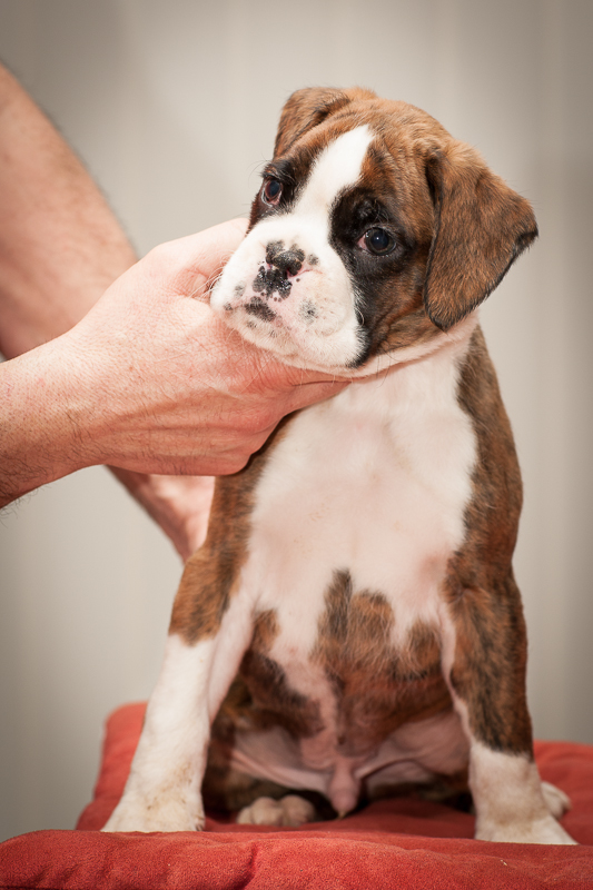 boxer - puppies MK fotograf,Marek Kočan,boxer,popies,