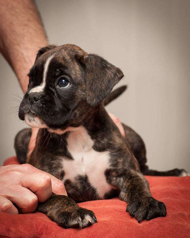 boxer - puppies MK fotograf,Marek Kočan,boxer,popies,