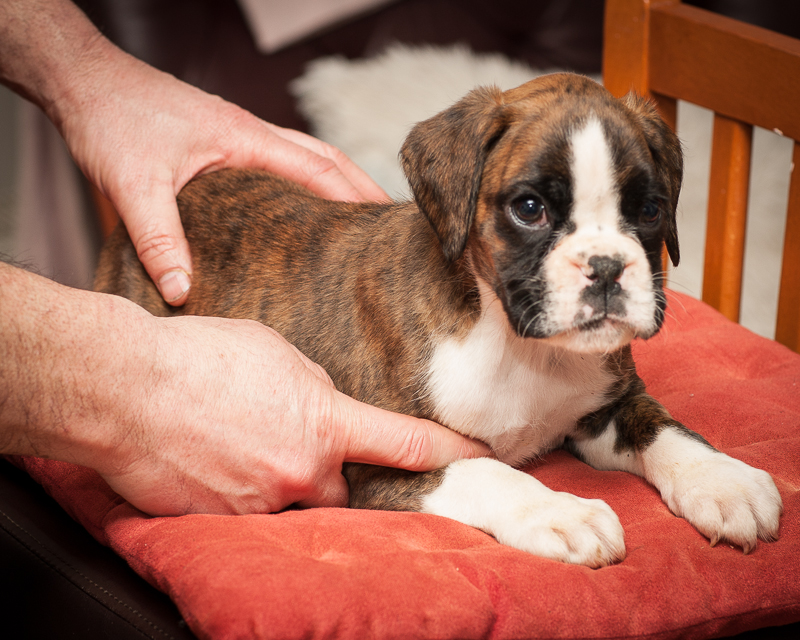 boxer - puppies MK fotograf,Marek Kočan,boxer,popies,