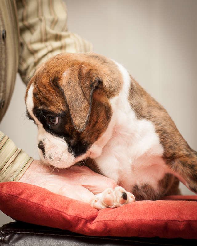 boxer - puppies MK fotograf,Marek Kočan,boxer,popies,