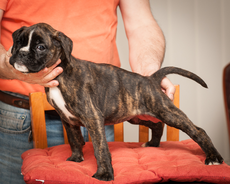 boxer - puppies MK fotograf,Marek Kočan,boxer,popies,