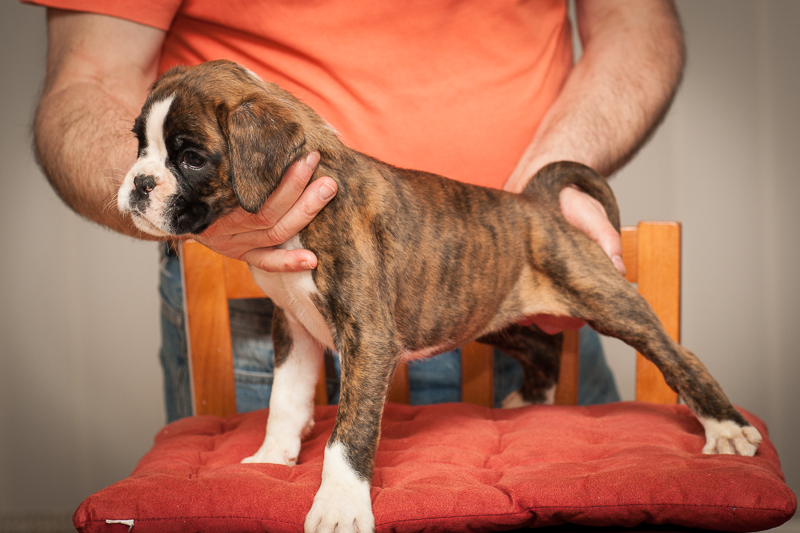 boxer - puppies MK fotograf,Marek Kočan,boxer,popies,