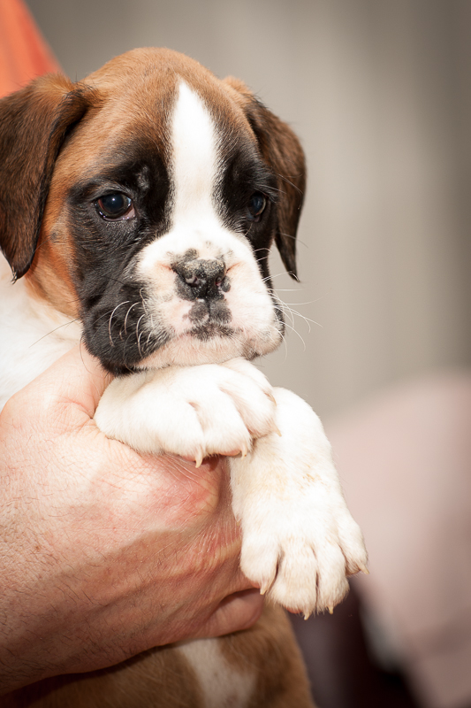 boxer - puppies MK fotograf,Marek Kočan,boxer,popies,