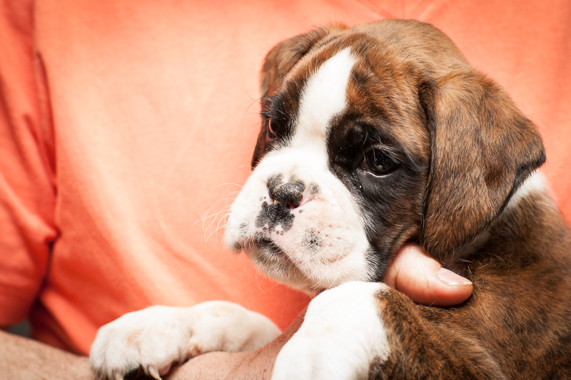boxer - puppies MK fotograf,Marek Kočan,boxer,popies,