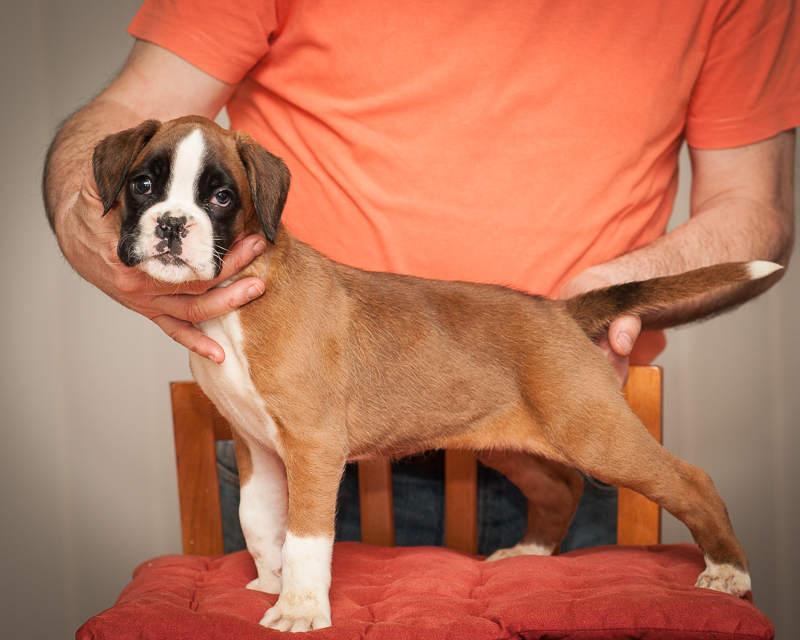boxer - puppies MK fotograf,Marek Kočan,boxer,popies,