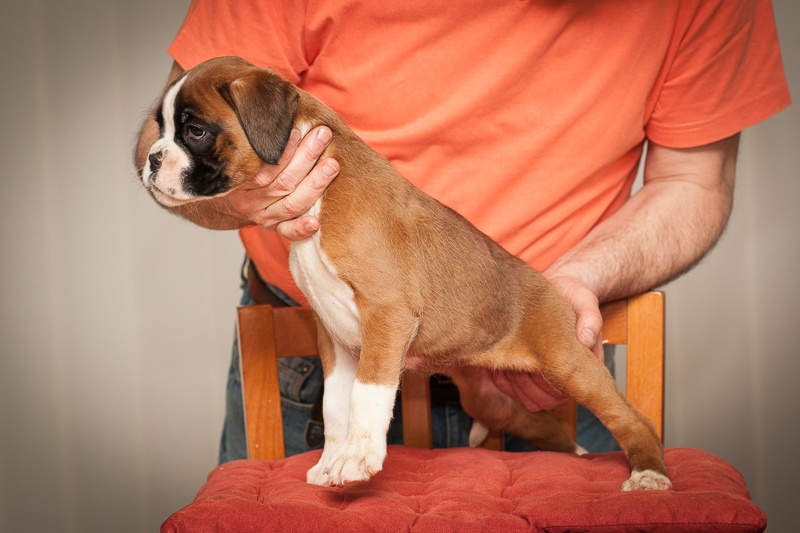 boxer - puppies MK fotograf,Marek Kočan,boxer,popies,