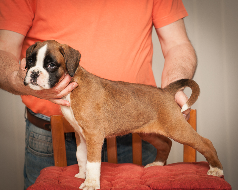 boxer - puppies MK fotograf,Marek Kočan,boxer,popies,