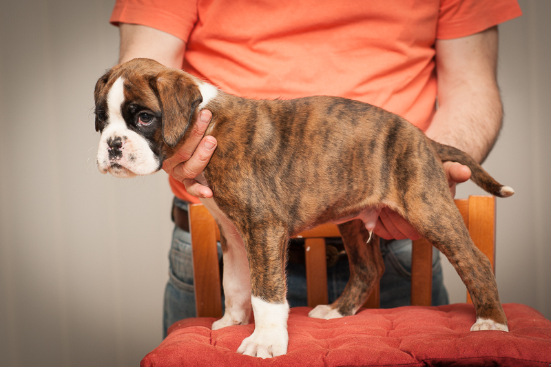 boxer - puppies MK fotograf,Marek Kočan,boxer,popies,
