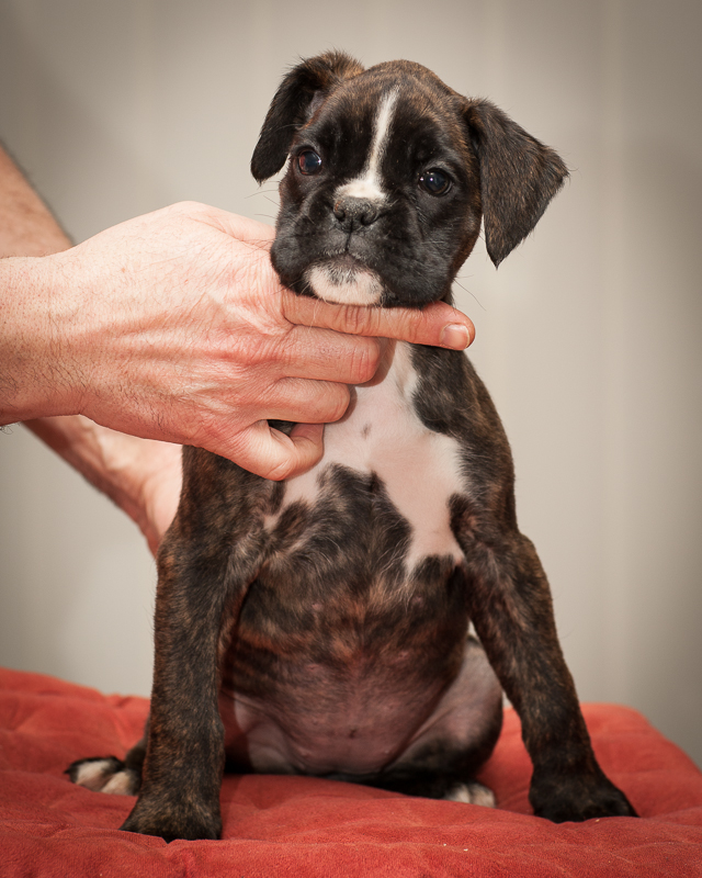 boxer - puppies MK fotograf,Marek Kočan,boxer,popies,