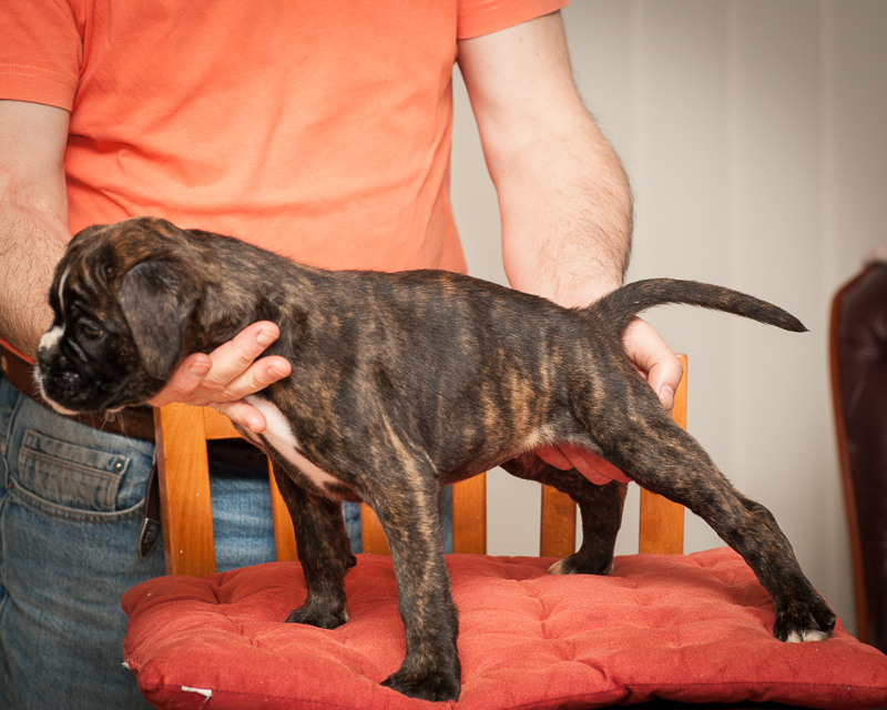 boxer - puppies MK fotograf,Marek Kočan,boxer,popies,