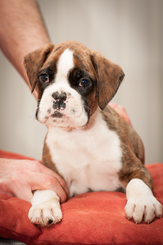 boxer - puppies MK fotograf,Marek Kočan,boxer,popies,