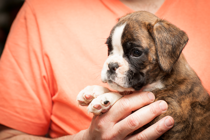 boxer - puppies MK fotograf,Marek Kočan,boxer,popies,