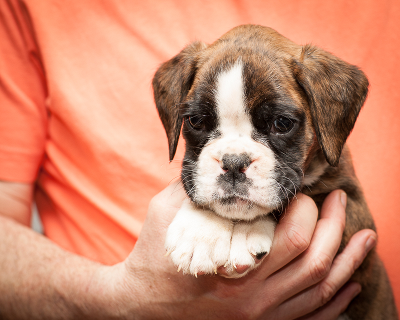 boxer - puppies MK fotograf,Marek Kočan,boxer,popies,