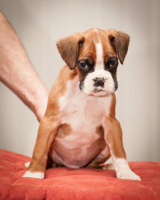 boxer - puppies MK fotograf,Marek Kočan,boxer,popies,