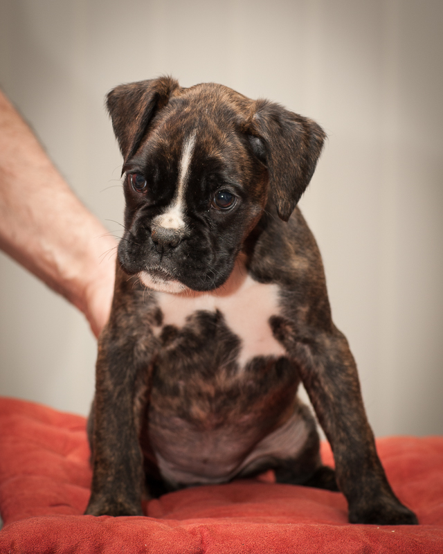 boxer - puppies MK fotograf,Marek Kočan,boxer,popies,