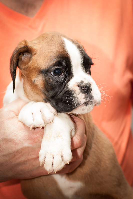 boxer - puppies MK fotograf,Marek Kočan,boxer,popies,