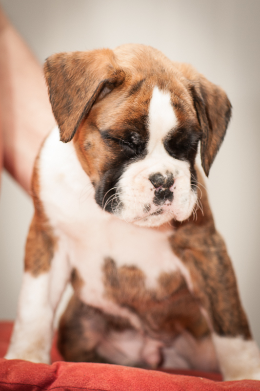 boxer - puppies MK fotograf,Marek Kočan,boxer,popies,